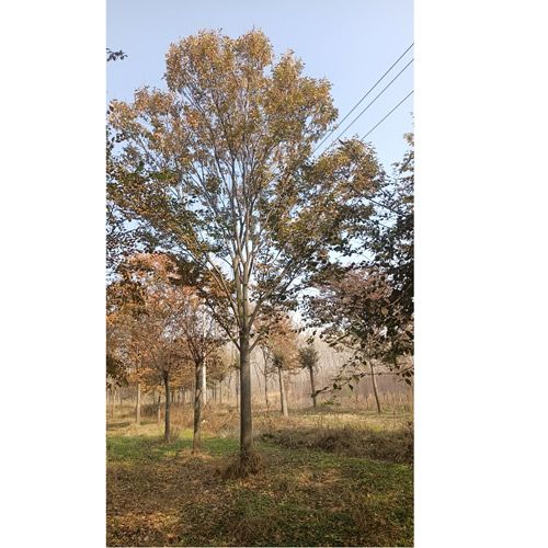 榉树